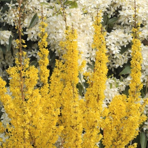 Forsythia x intermedia 'Mikador' - Värdforsüütia 'Mikador' C1/1L